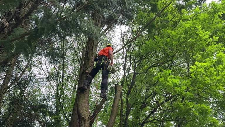 Best Tree Removal  in Walker, MI