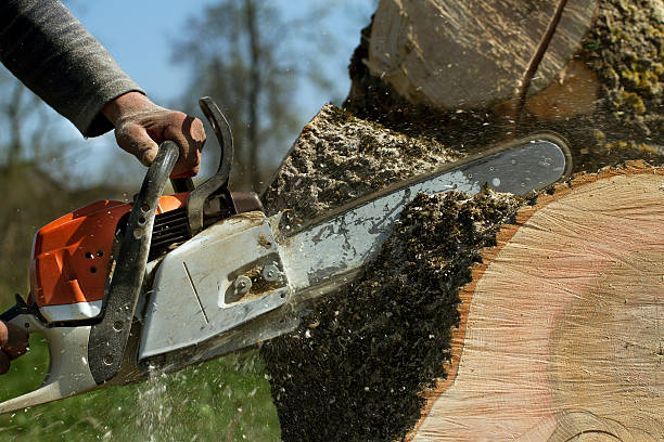 How Our Tree Care Process Works  in  Walker, MI